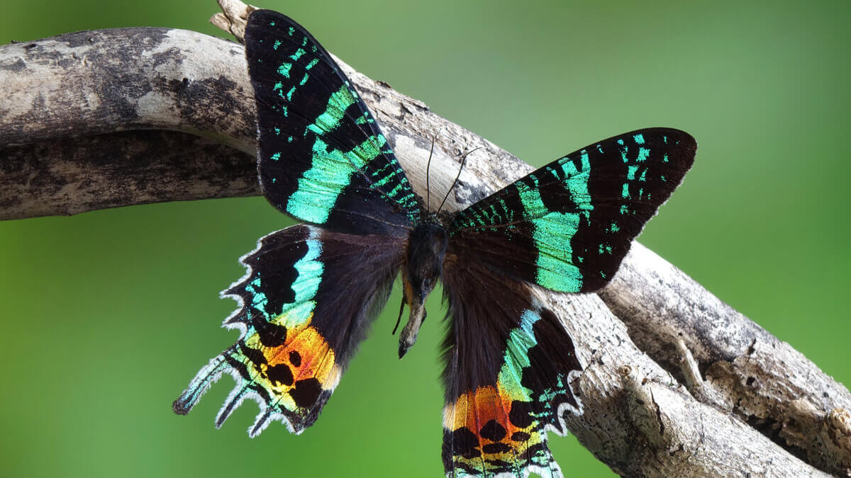 Polilla crepuscular bella. 