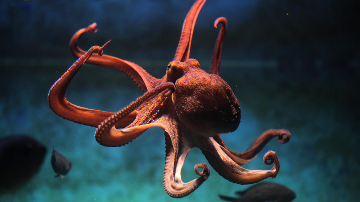 Pulpo en el mar.
