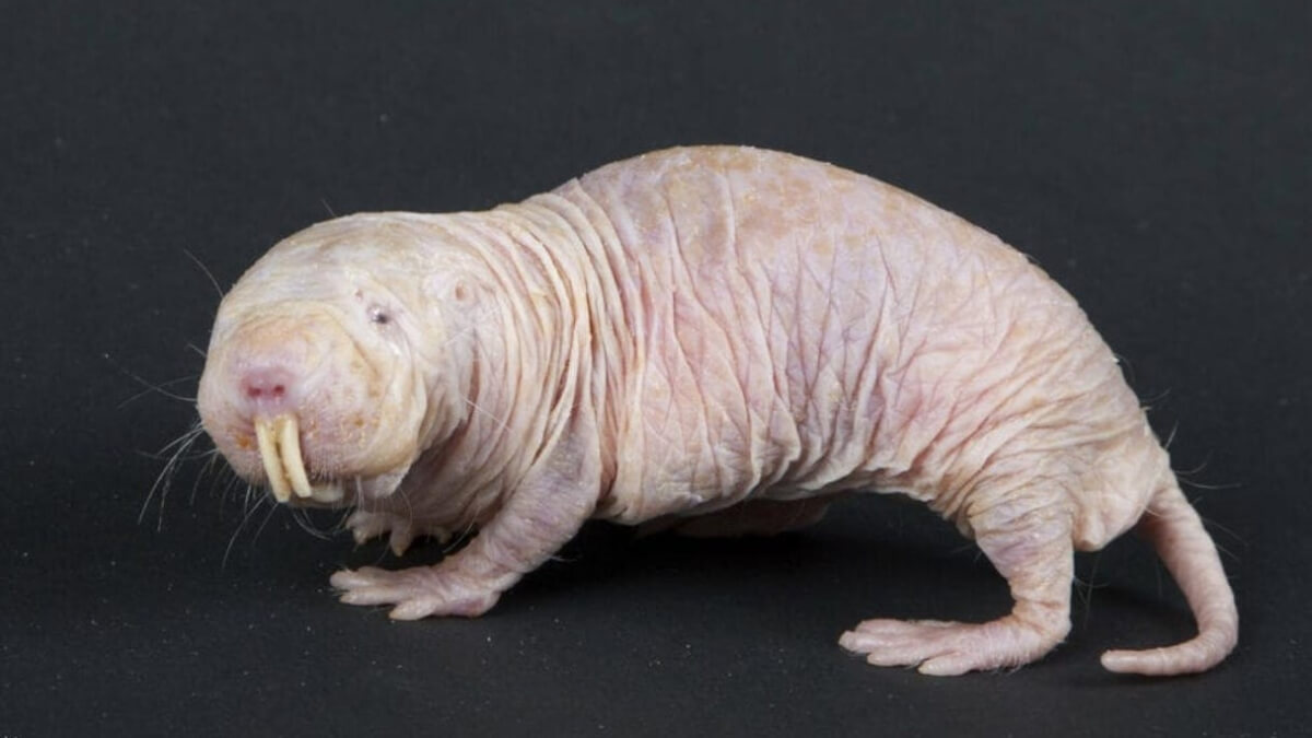 La rata topo desnuda es uno de los animales sin pelo.