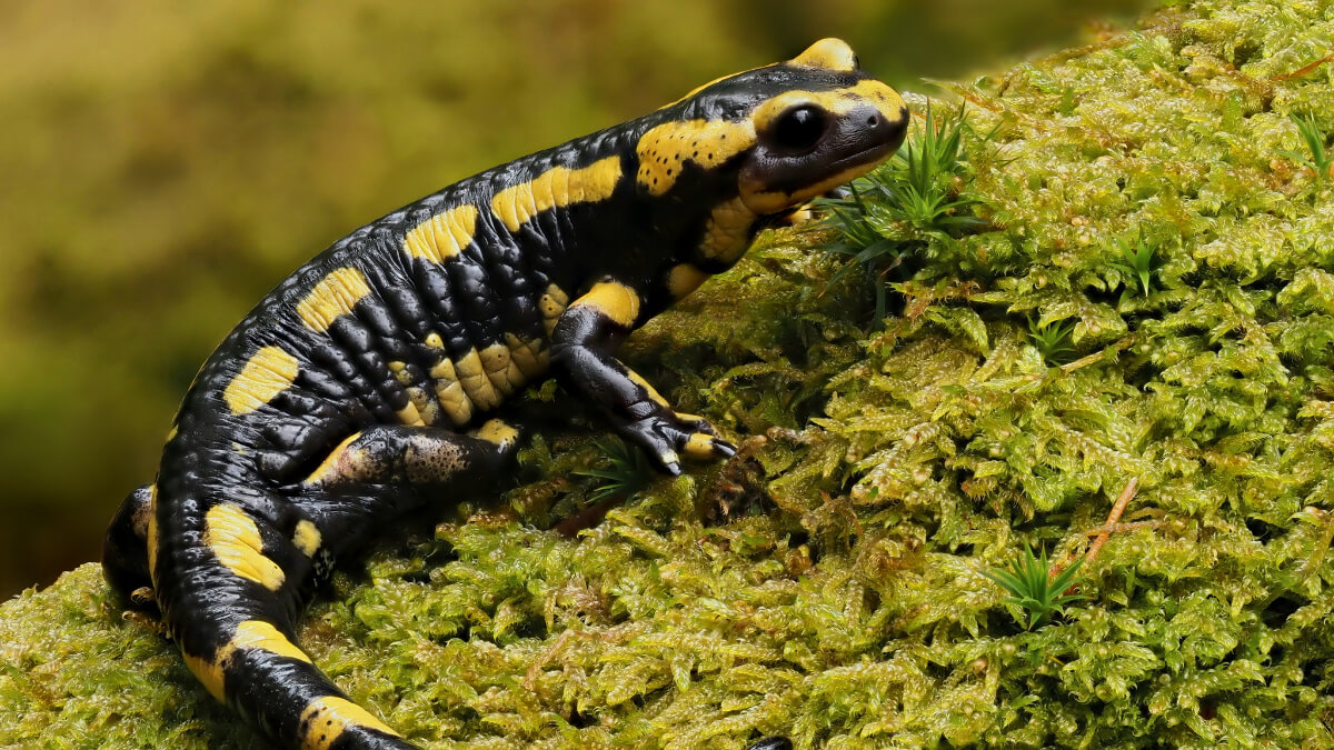 La salamandra europea o común es uno de los animales sin pelo.