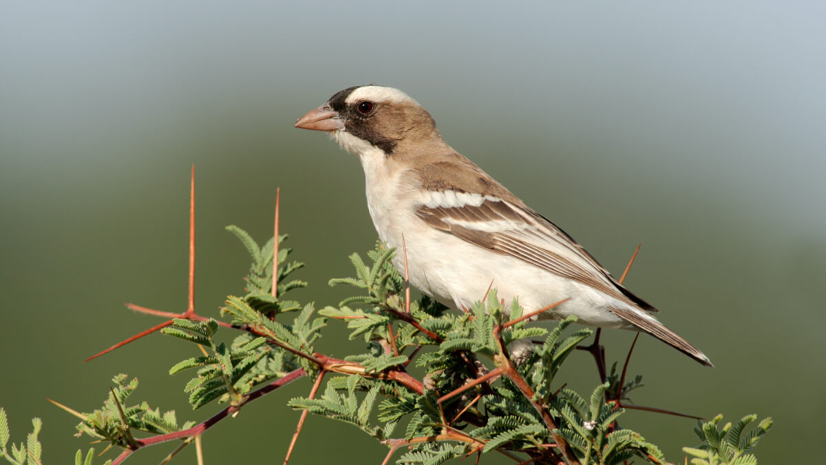 Tejedor gorrión cejiblanco.