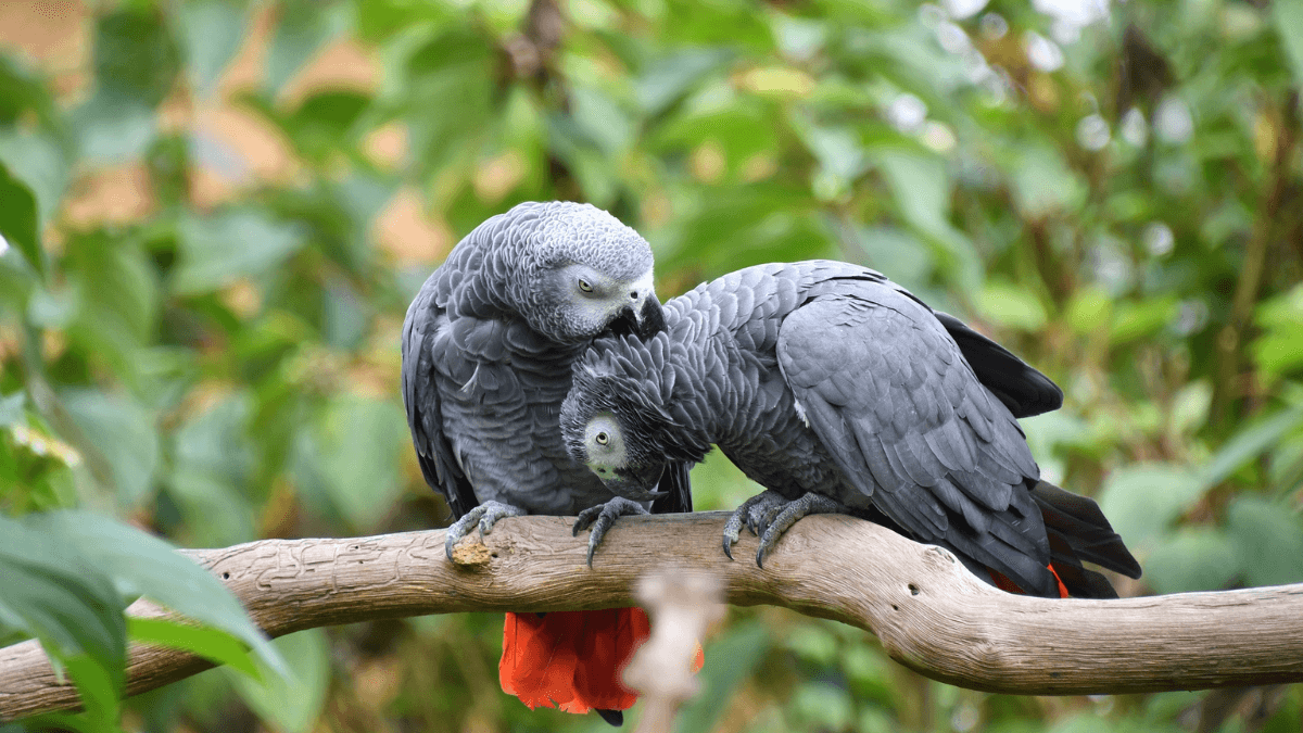 Loros que hablan: loro yaco