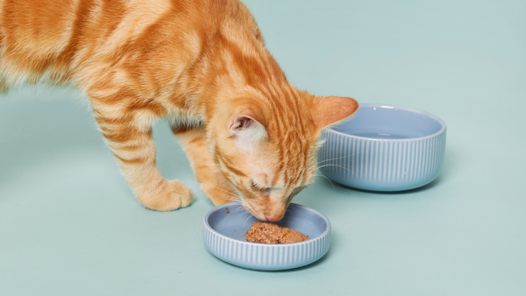 gato comiendo