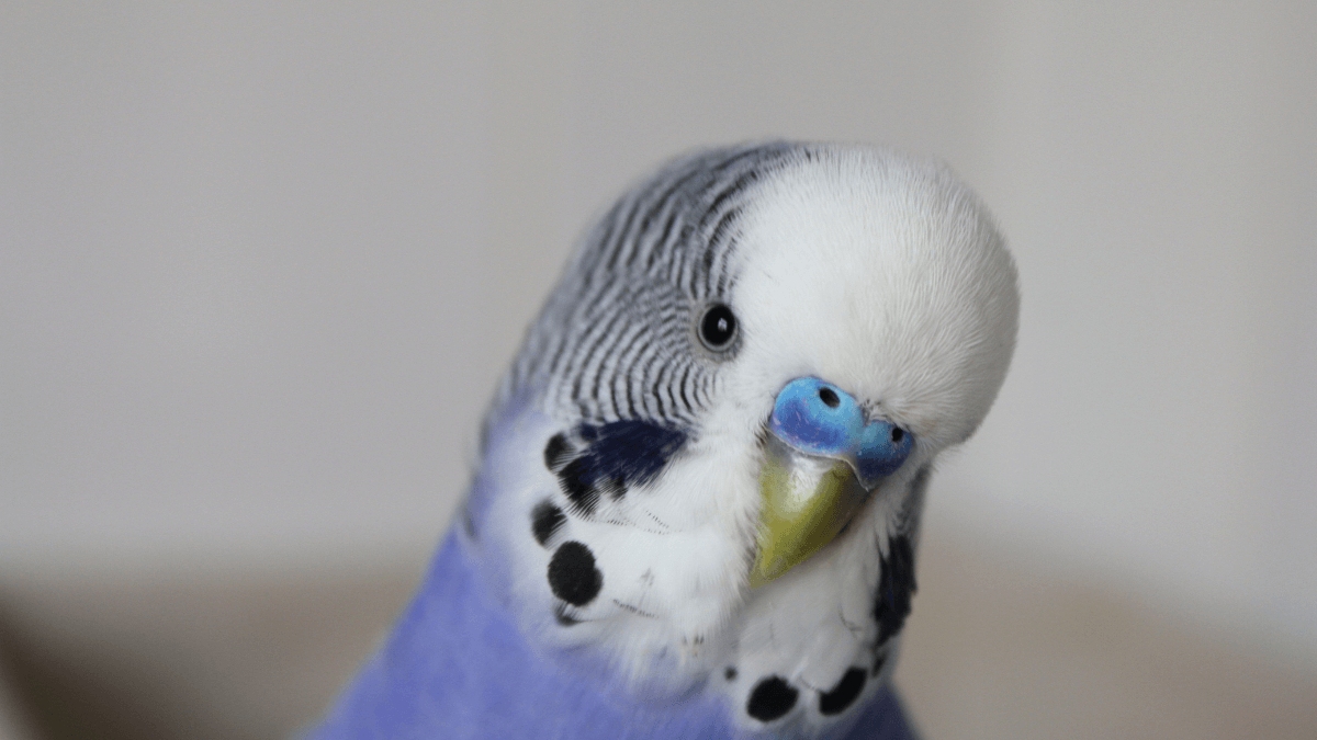 Perico azul