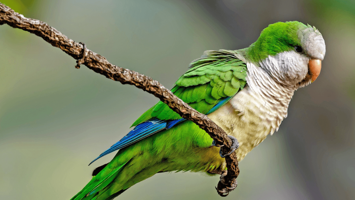 Cotorra argentina