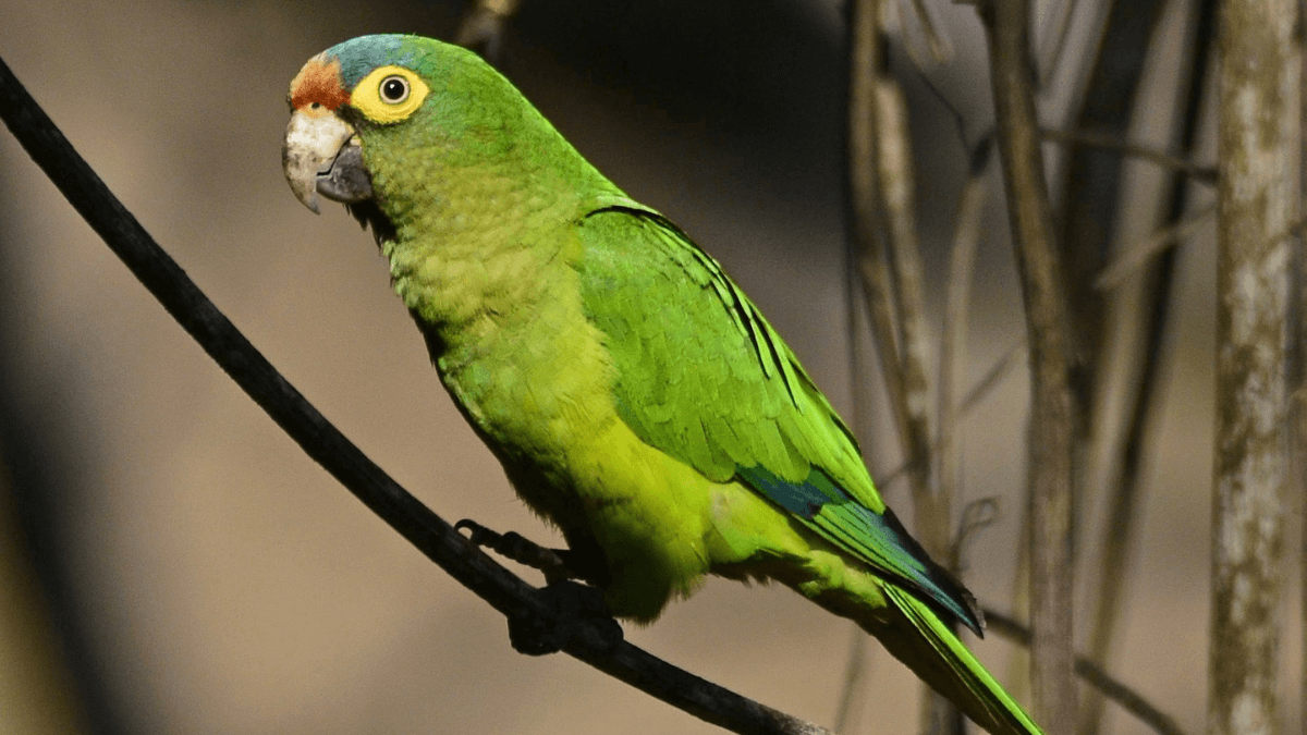 Perico frente naranja