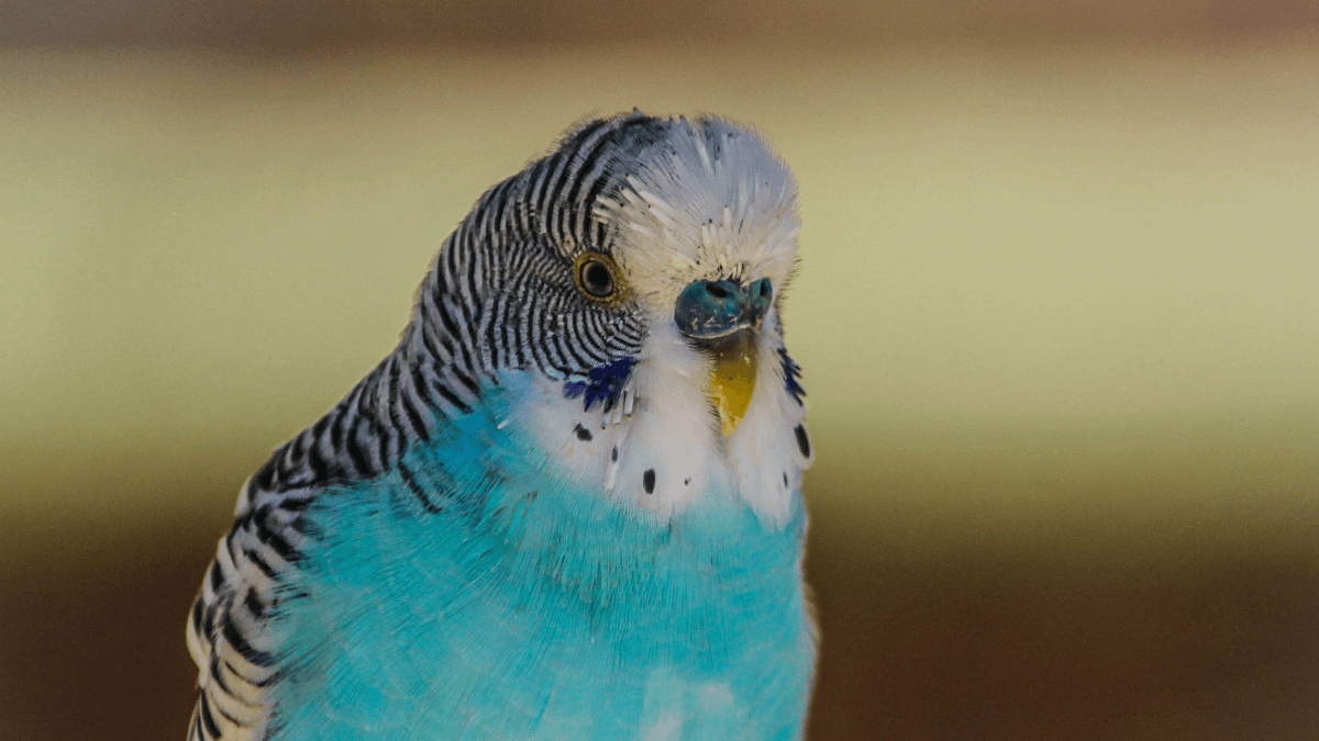 Perico azul