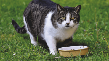 Cómo alimentar a tu gato, cantidades diarias y otros consejos