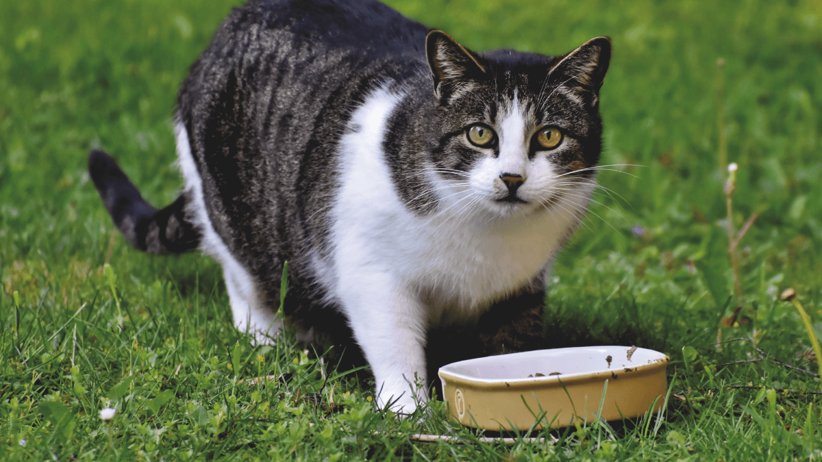 Gato comiendo