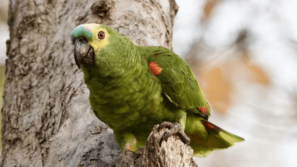 Amazona de frente azul