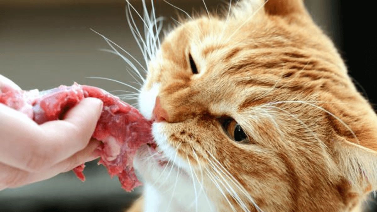 gato comiendo carne