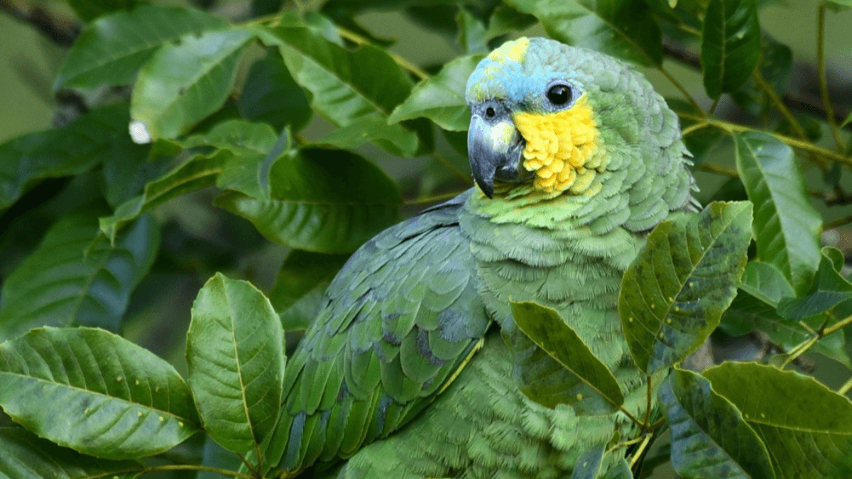 Loros que hablan: Loro del Amazonas