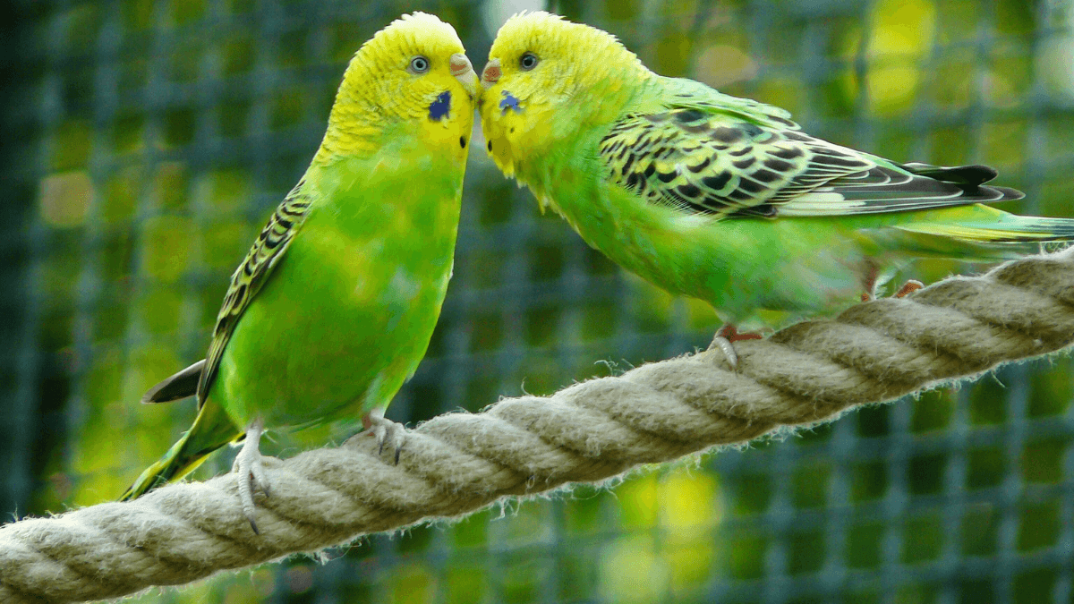 Dos pericos verdes sobre una cuerda.