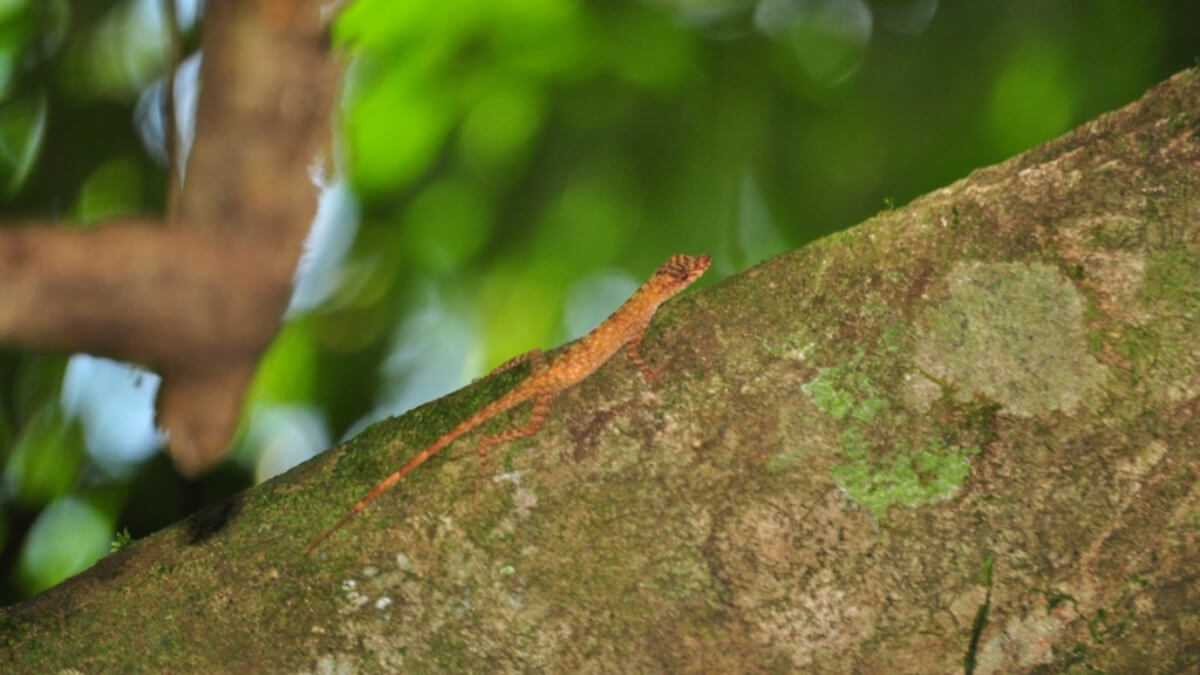 Anoles café