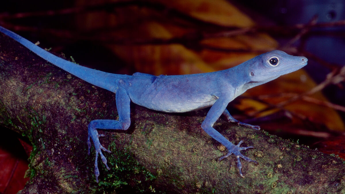 Anolis gorgonae