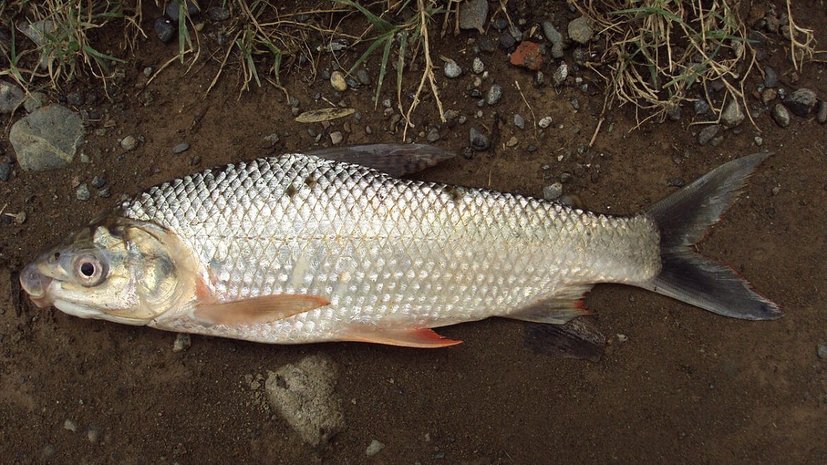 Bocachico (Prochilodus magdalenae)