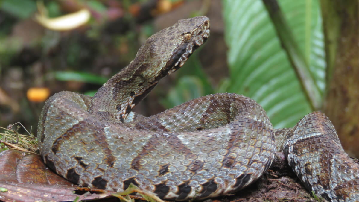 Bothrocophias colombianus