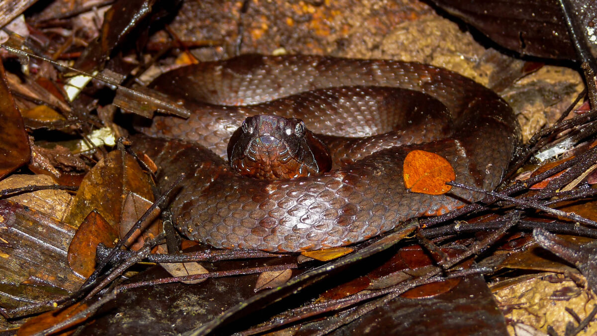 Bothrocophias myersi