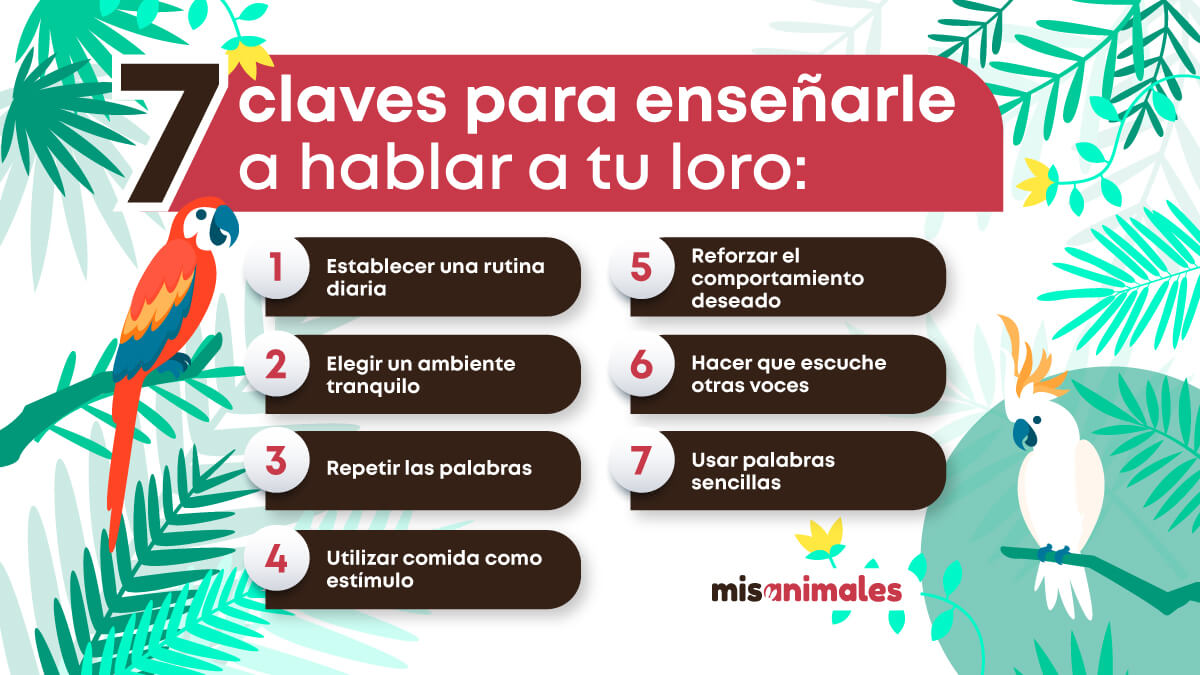 Infografía sobre las claves para enseñarle a hablar a tu loro