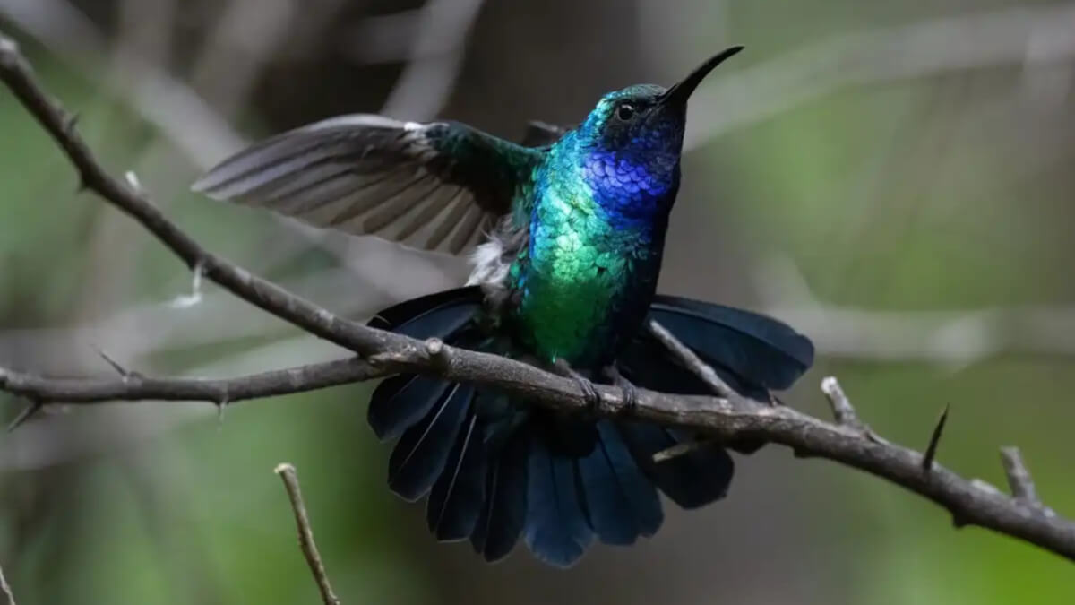 Colibrí ala de sable de Santa Marta