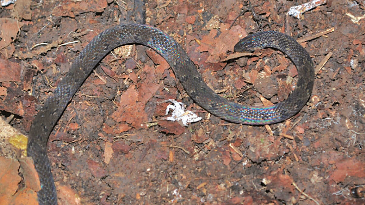 Culebra de hojarasca