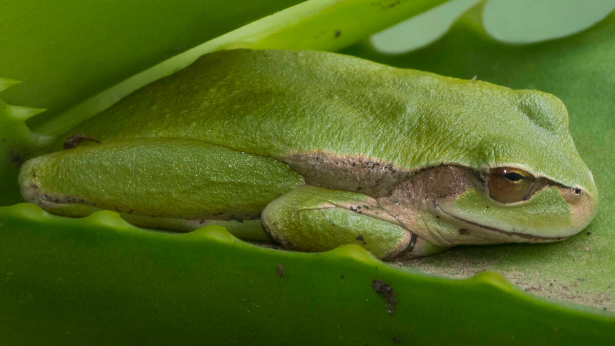 Anuro Dendropsophus luddeckei