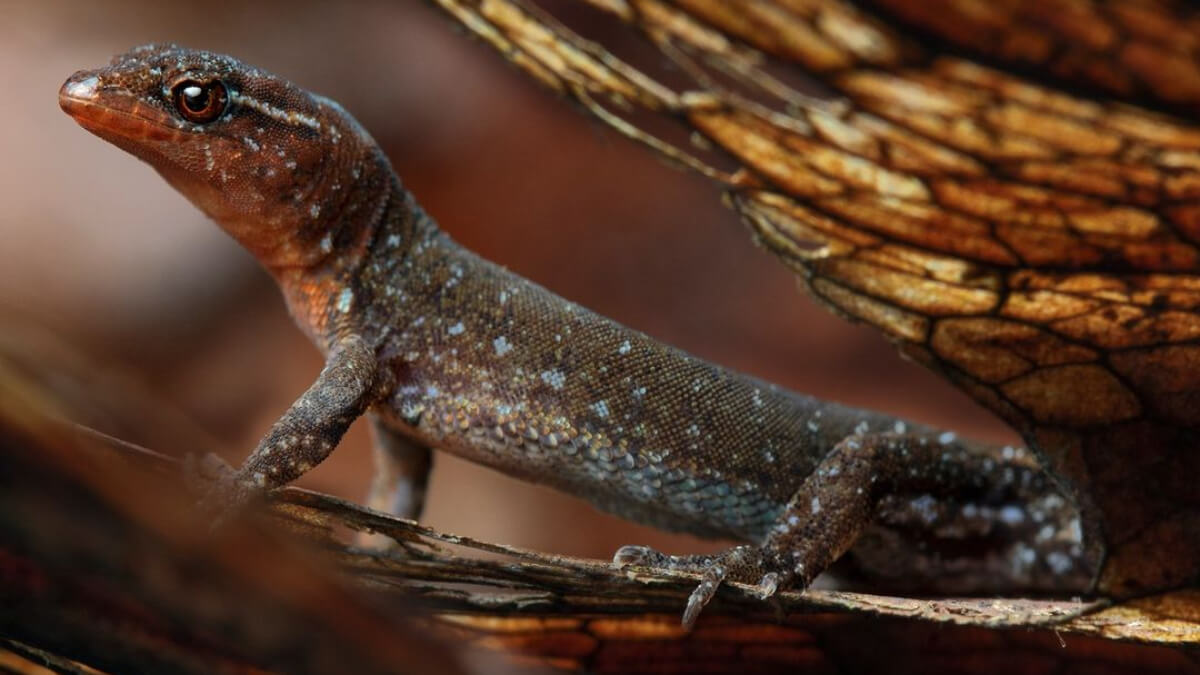 Gecko de hojarasca