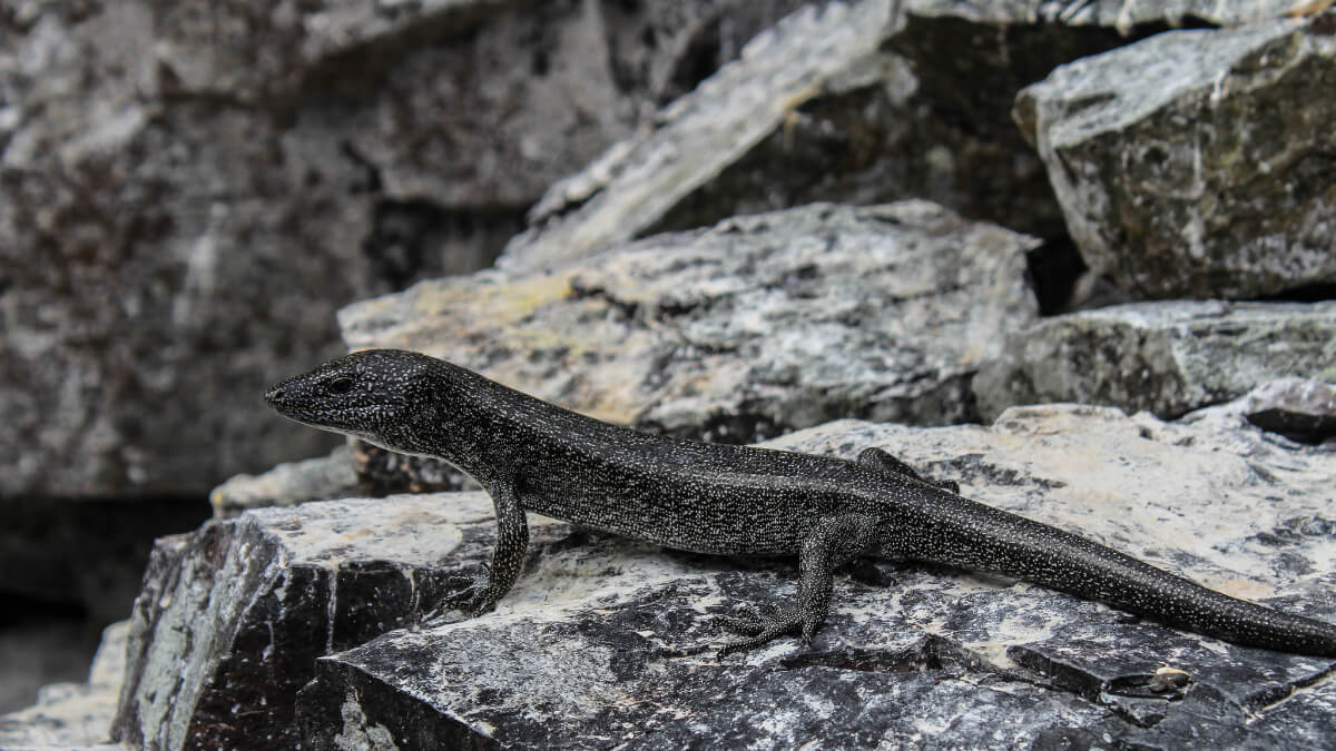 Lagarto punteado (Diploglossus millepunctatus)