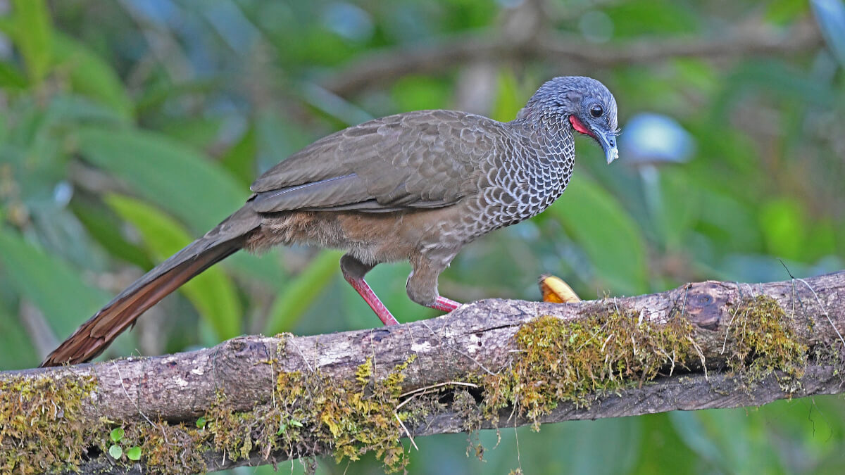 Chachalaca colombiana (Ortalis columbiana)