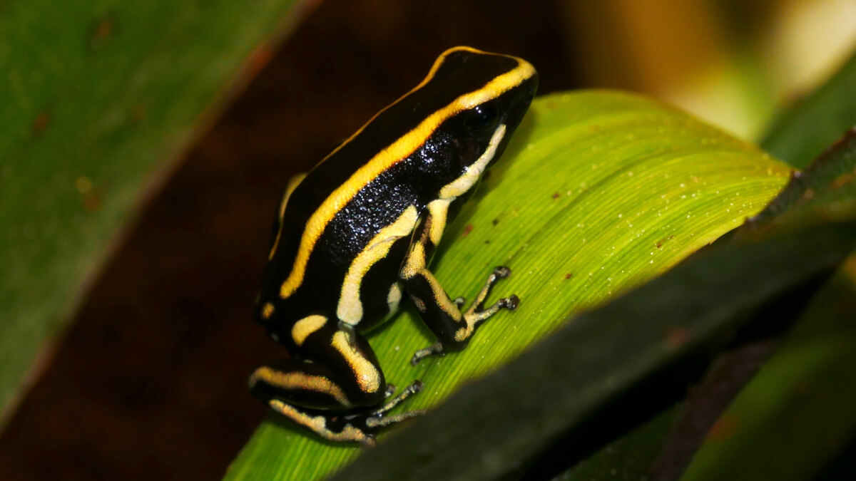 Rana venenosa de rayas amarillas