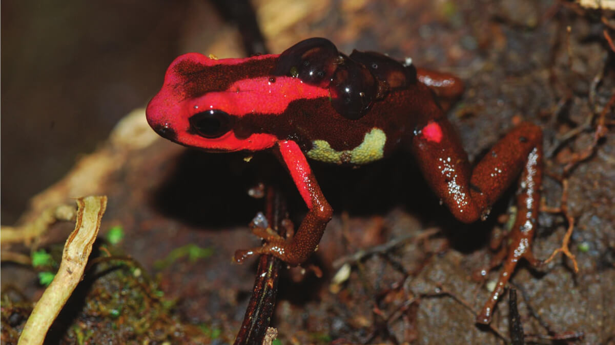 Rana venenosa del Cauca