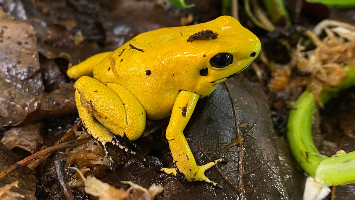 Rana venenosa dorada