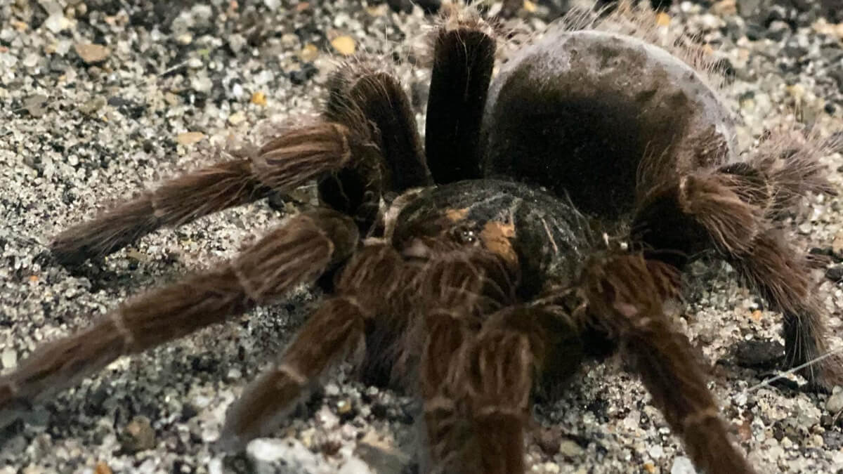 40 animales endémicos de Colombia con sus características - Mis animales