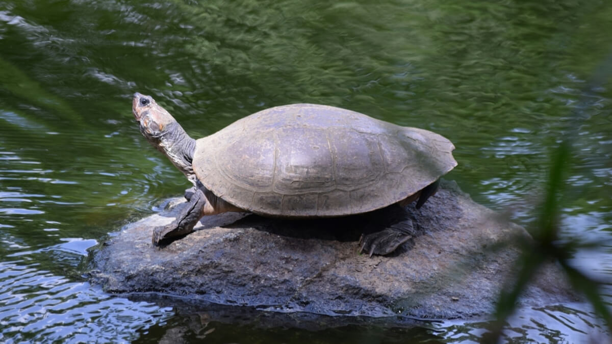 Tortuga del río Magdalena