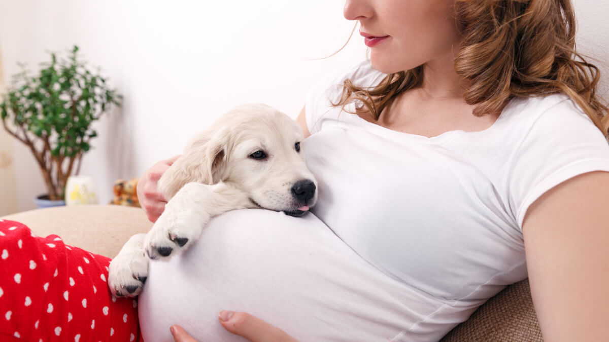 Cachorro se acuesta sobre la panza de mujer embarazada