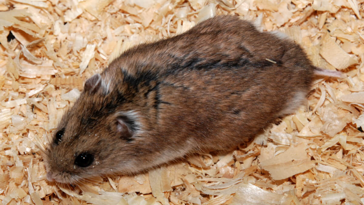 Hámster chino sobre sustrato.