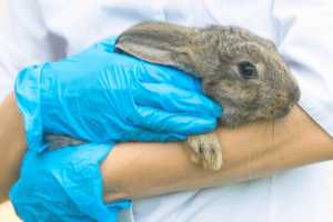 ¿Cómo saber si mi conejo se va a morir? 12 señales de alarma