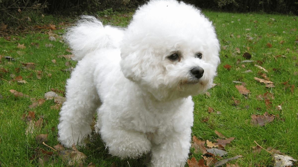 Bichón frisé en un jardín.