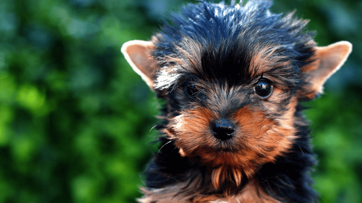 Yorkshire terrier.