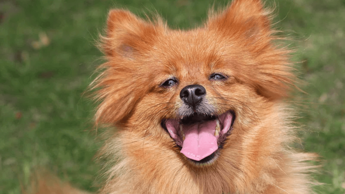 Perro pomerania 