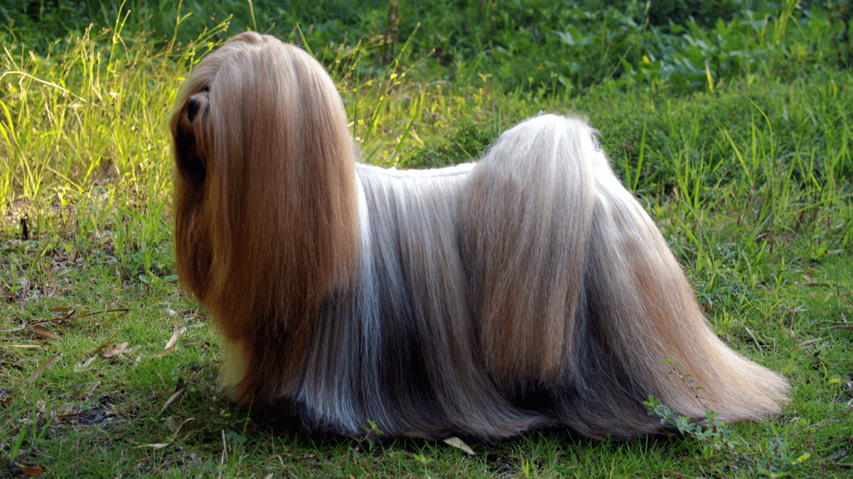 Lhasa apso en un jardín. 