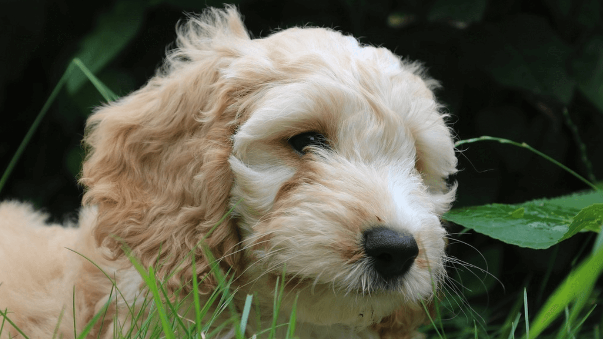 Cockapoo entre hojas y grama. 