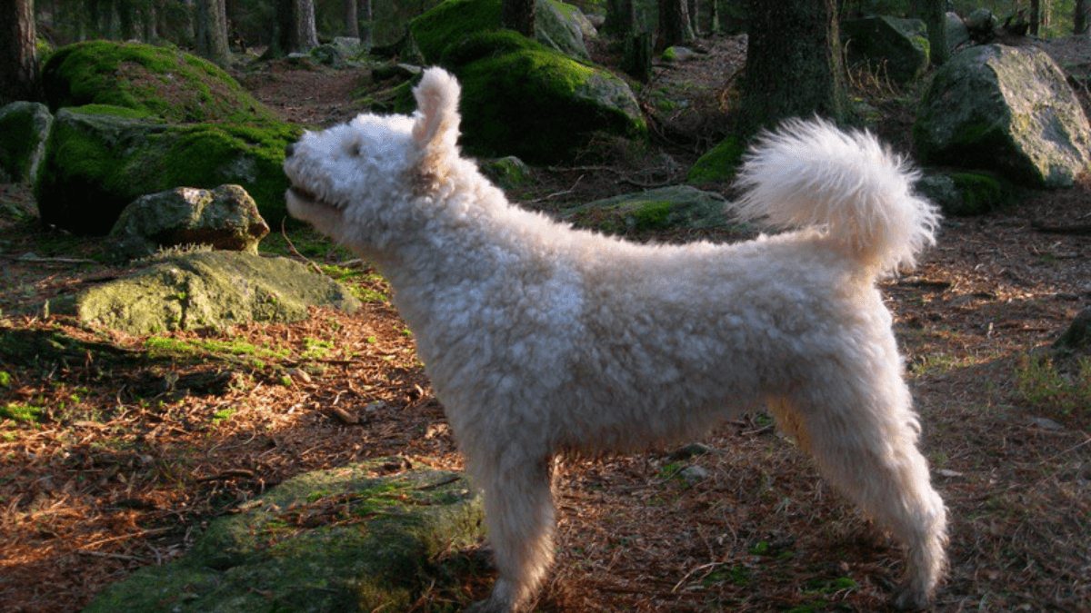 Pumi en zona boscosa.