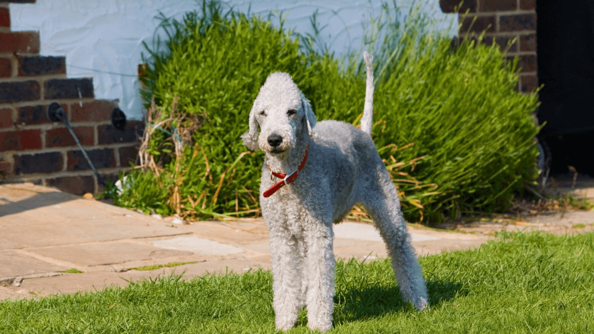 Bedlington terrier al aire libre.
