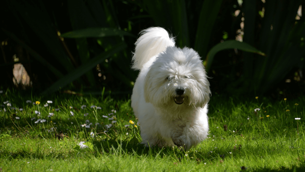 Cotón de Tulear corre en un jardín.