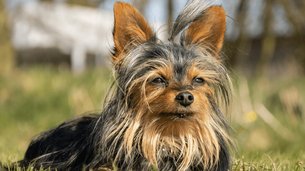 Silky terrier australiano al aire libre.