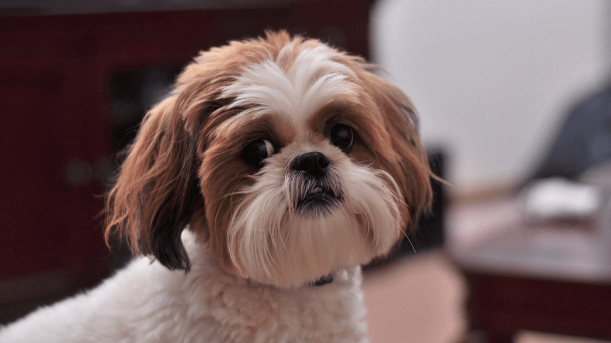 Shih Tzu en el interior de un hogar. 