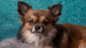 15 perros pequeños y peludos