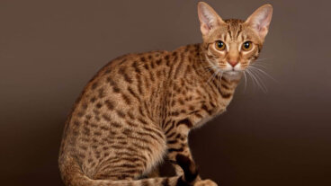 Gatos «tabby» o atigrados: características y curiosidades