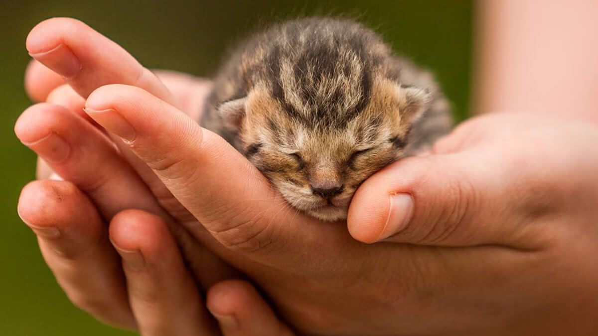 Persona sostiene sobre sus manos a un gatito bebé. 